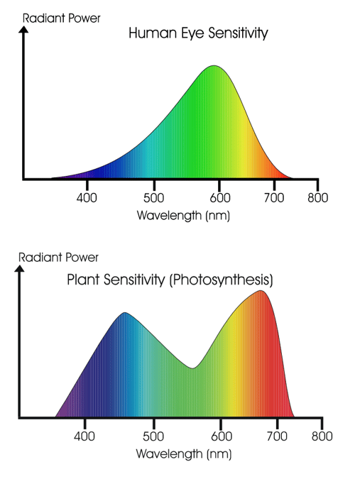 Is LED Lighting the Future of the Marijuana Industry?
